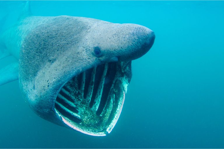 snorkelling with a basking shark from the isle of coll