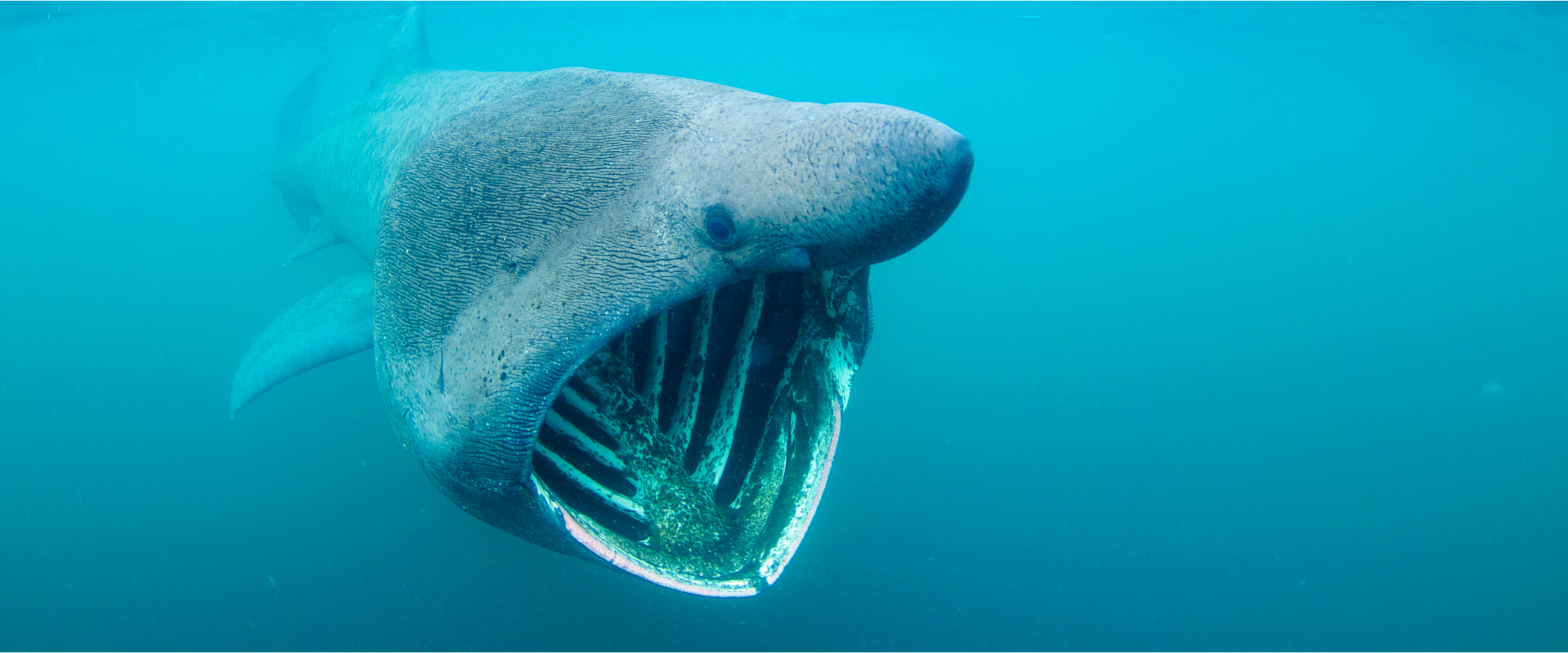 snorkelling with a basking shark from the isle of coll