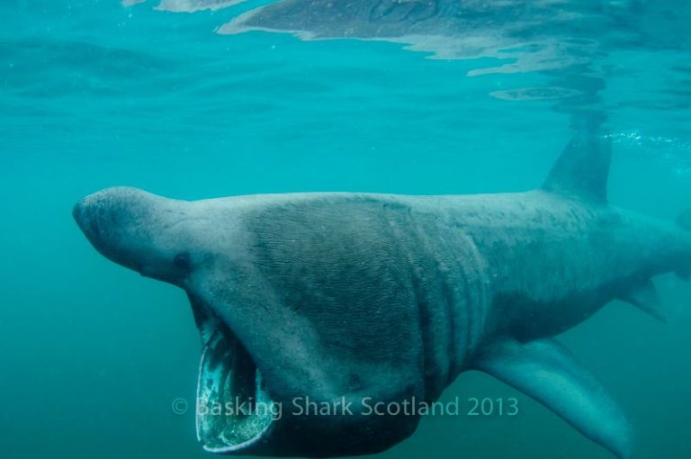 Basking shark in Scotland