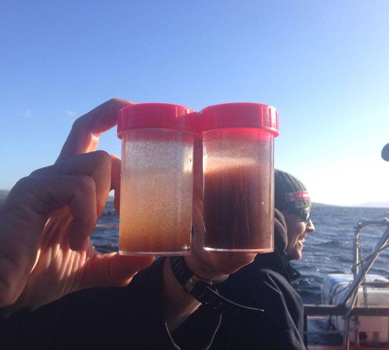 calanus copepods sampled as part of a basking shark diet study