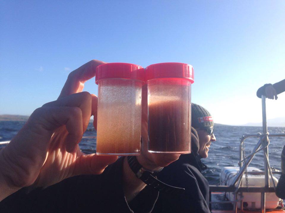 calanus copepods sampled as part of a basking shark diet study