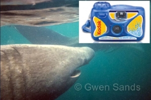 Kodak disposable camera captures amazing basking shark images,