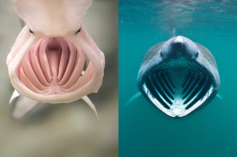 comparison between a paddlefish and basking shark