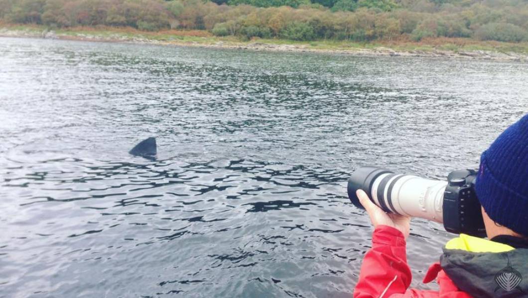 Taking images of a basking sharks dorsal fin for a scientific photo ID project the the Hebrides, Scotland.