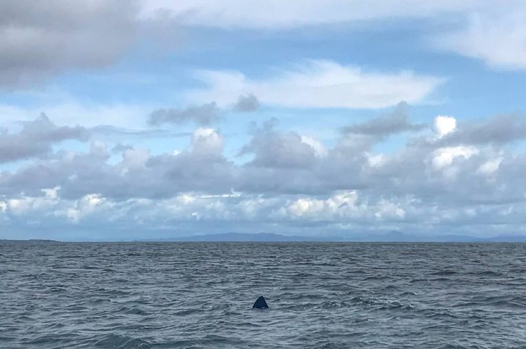 basking shark feeding around Isle of Coll, Inner Hebrides,Scotland