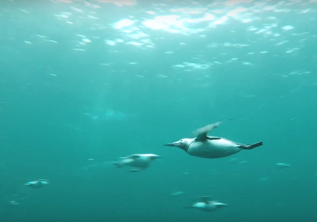 swimming with puffins and guillemots