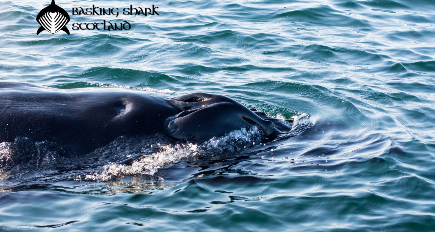humpback whale around the Isle of Kerrera, Oban, Scotland