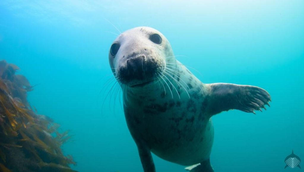 snorkeling with a grey seal in scotland