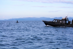 John coe the large bull orca with basking shark scotland boat