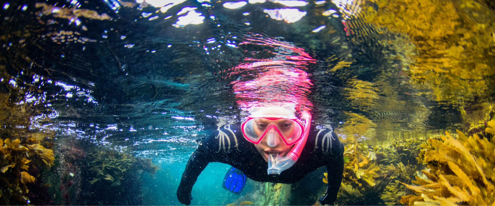 Experience snorkelling in Oban at the North Argyll Snorkel Trail