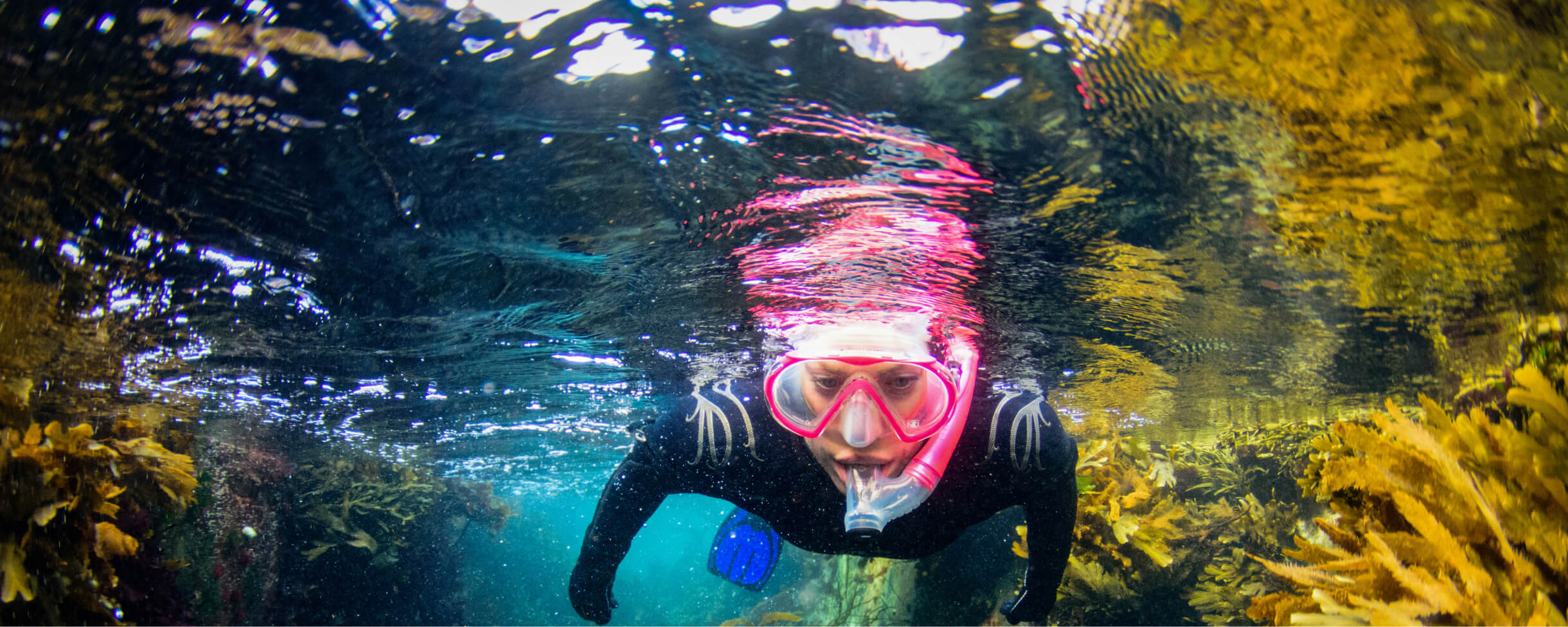 Experience snorkelling in Oban at the North Argyll Snorkel Trail