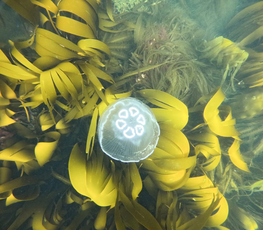 Moon jelly in the kelp forest