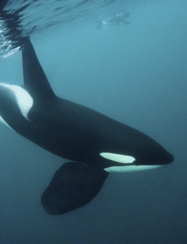 Swimming with Orca in Norway