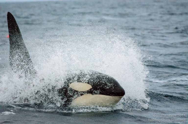 Orca in Norway
