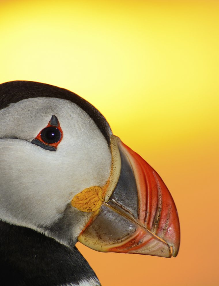 Puffin from a tour to the treshnish isles with basking shark scotland from Oban & Isle of Mull