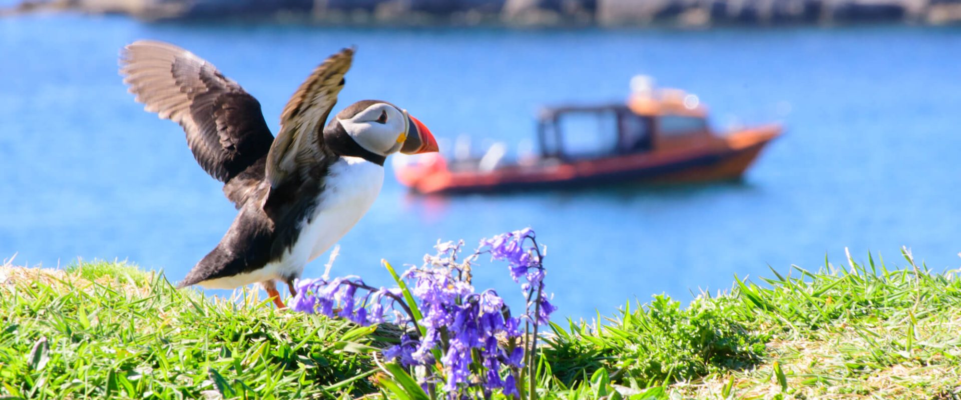Puffin tour from Oban to Mull