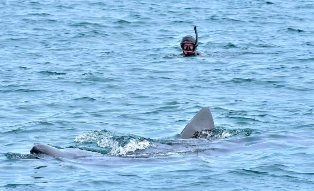 Can a Basking Shark Eat a Human? - Basking Shark Scotland