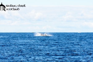 breaching basking shark