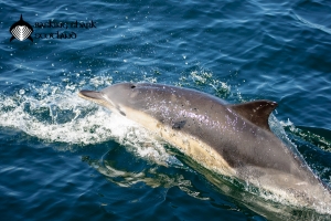 common dolphin sighted on a tour from Oban
