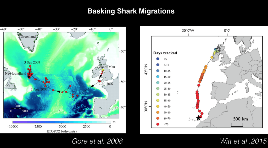 basking shark migration pattern in scotland