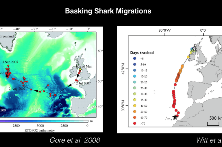 basking shark migration pattern in scotland