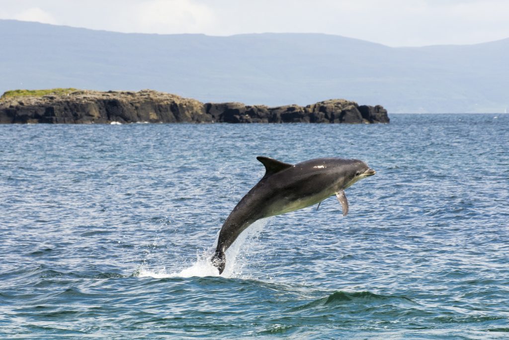 Bottlenose dolphin jumping at the Isle of Mull