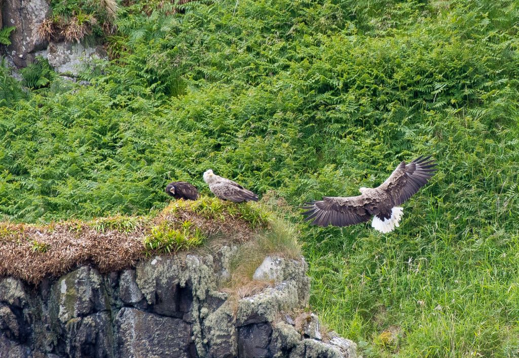 White tailed eagles on Isle of Mull, Hebrides, Scotland