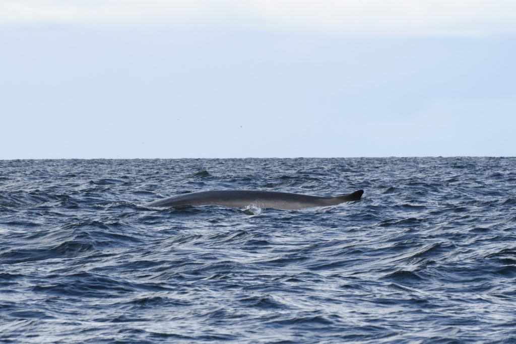 Fin whale surfacing at the Isle of Coll