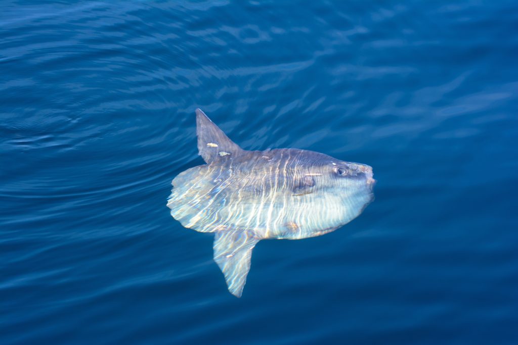 Sunfish in the Hebrides (mola mola)