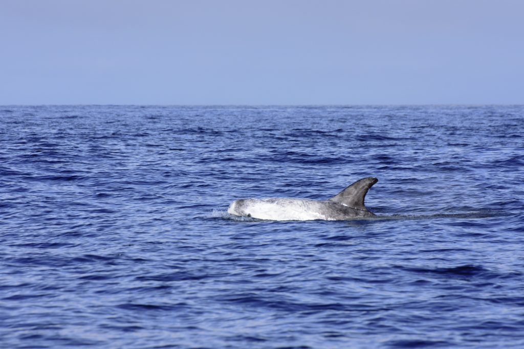 Risso's Dolphin at the Isle of Mull