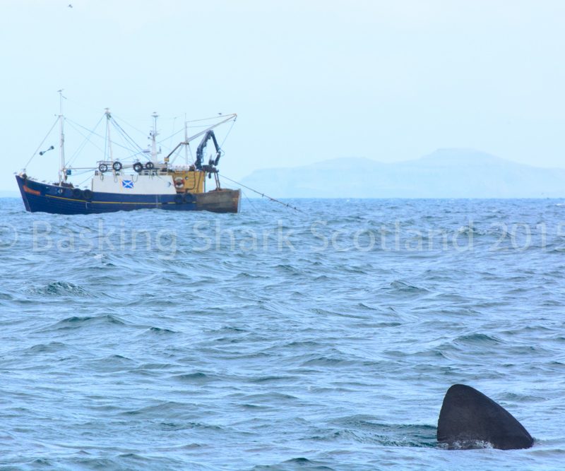 Trawler fishing near a basking shark