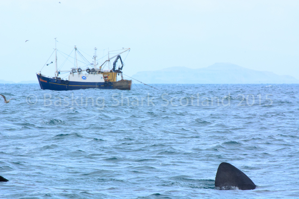 Trawler fishing near a basking shark