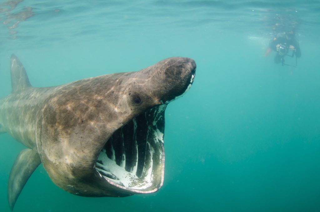 swimming with a basking shark in scotland