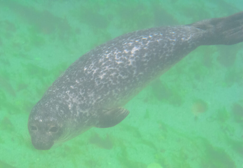 snorkeling with a common seal in scotland