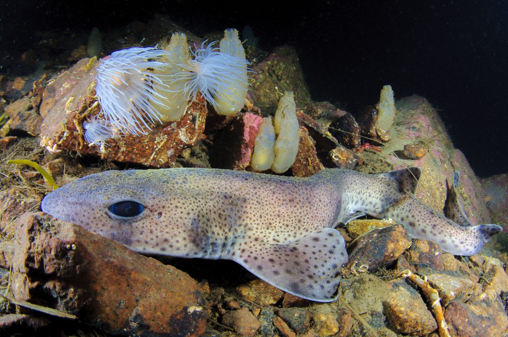 catshark resting on the seabed, buccal pumping