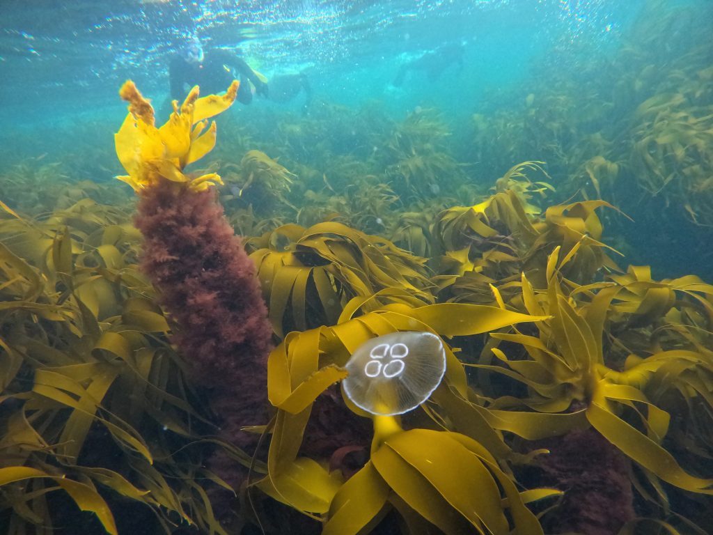 snorkelling around the kelp forest in Scotland