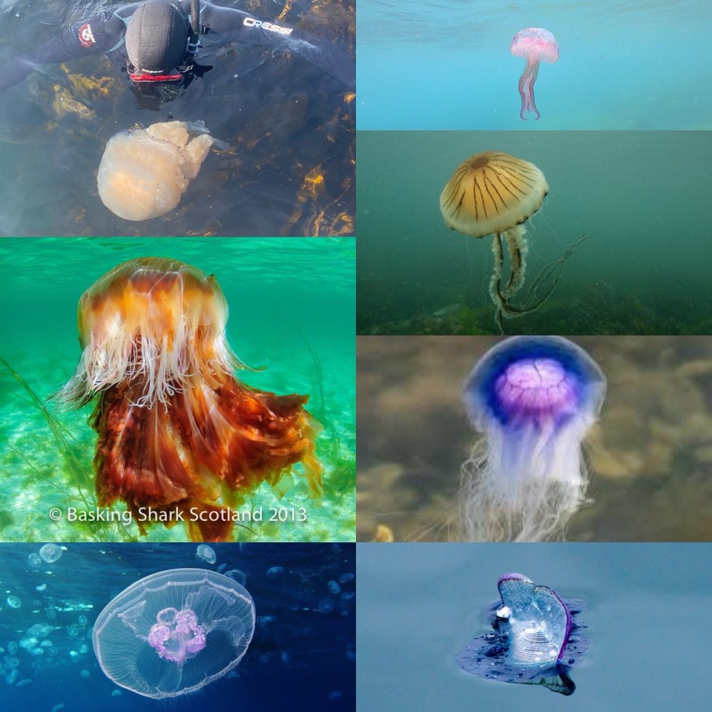 jellyfish seen snorkelling in the hebrides with basking shark scotland