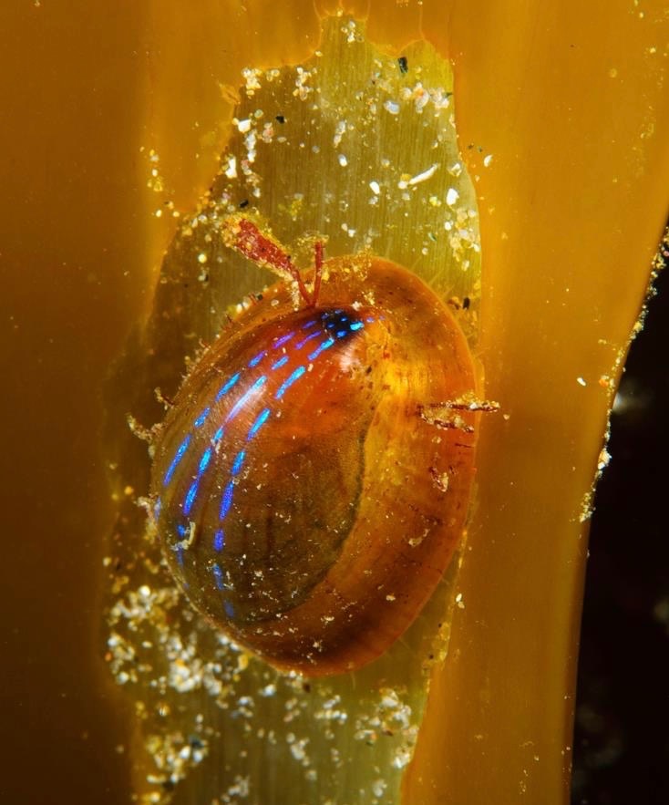 blue rayed limpet seen snorkelling in oban scotland