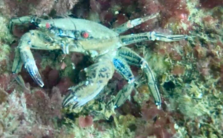 velvet swimming crab seen whilst snorkelling in scotland from oban
