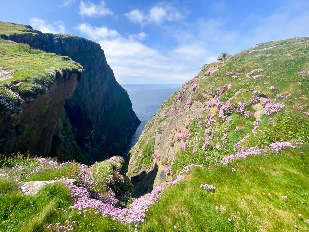 Sea pink covering the cliffs of Mingulay, Outer Hebrides, Scotland