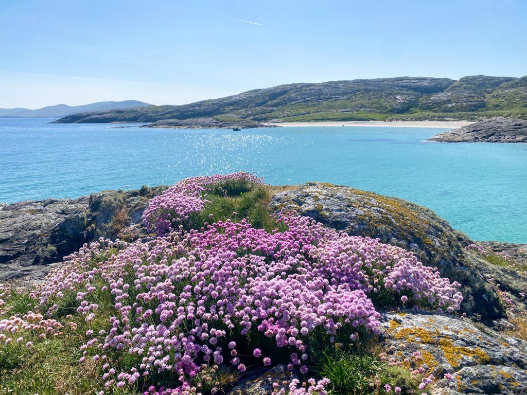 Sea Pink in flower on the rocks of Pabbay, Outer Hebrides, Scotland
