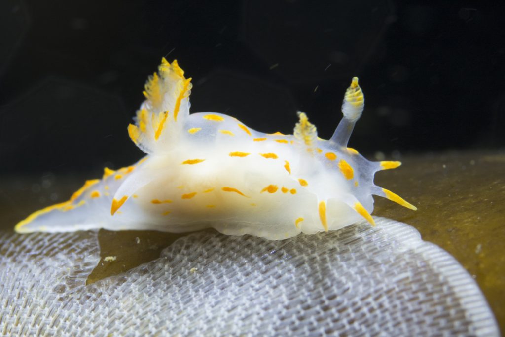 polycera nudibranch seen snorkelling in oban
