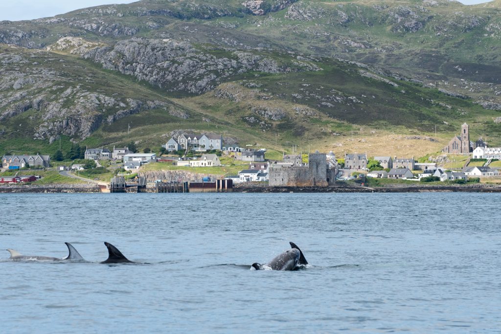 Risso's dolphins in Castlebay Harbour, Isle of Barra, Outer Hebrides, Scotland