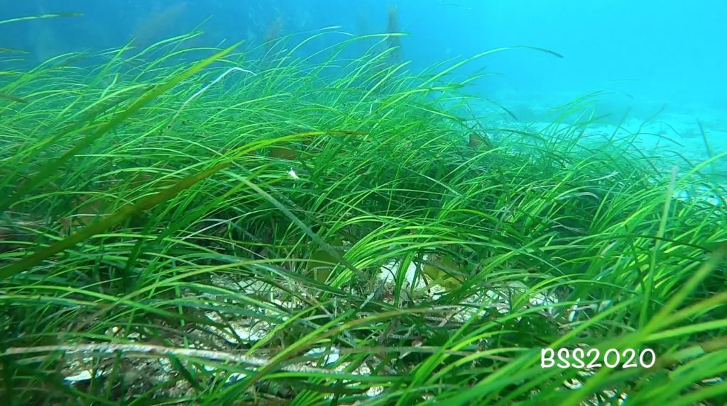 Seagrass at the Isle of Coll