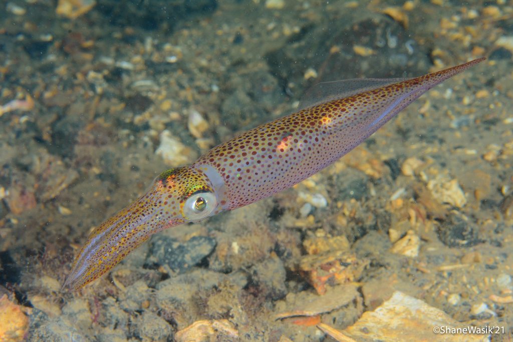 squid seen on a snorkel in Oban