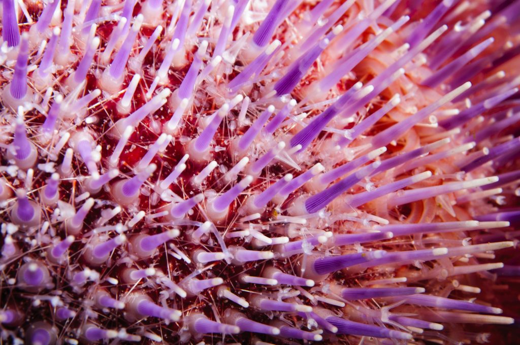 urchin seen snorkelling in Scotland