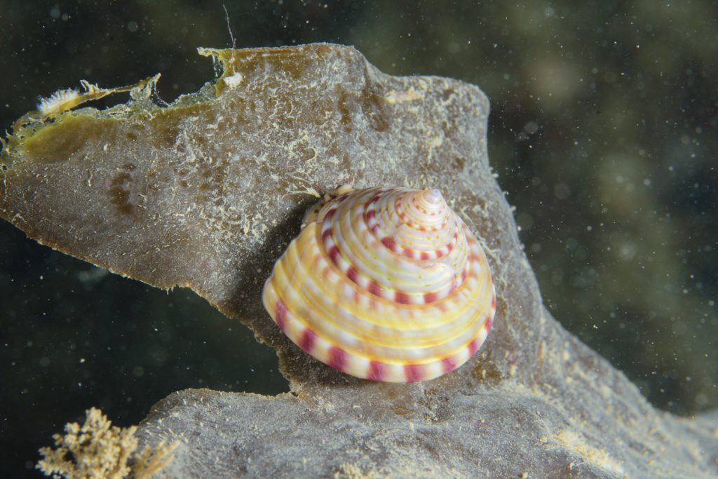 painted topshell seen snorkelling in Scotland from Oban