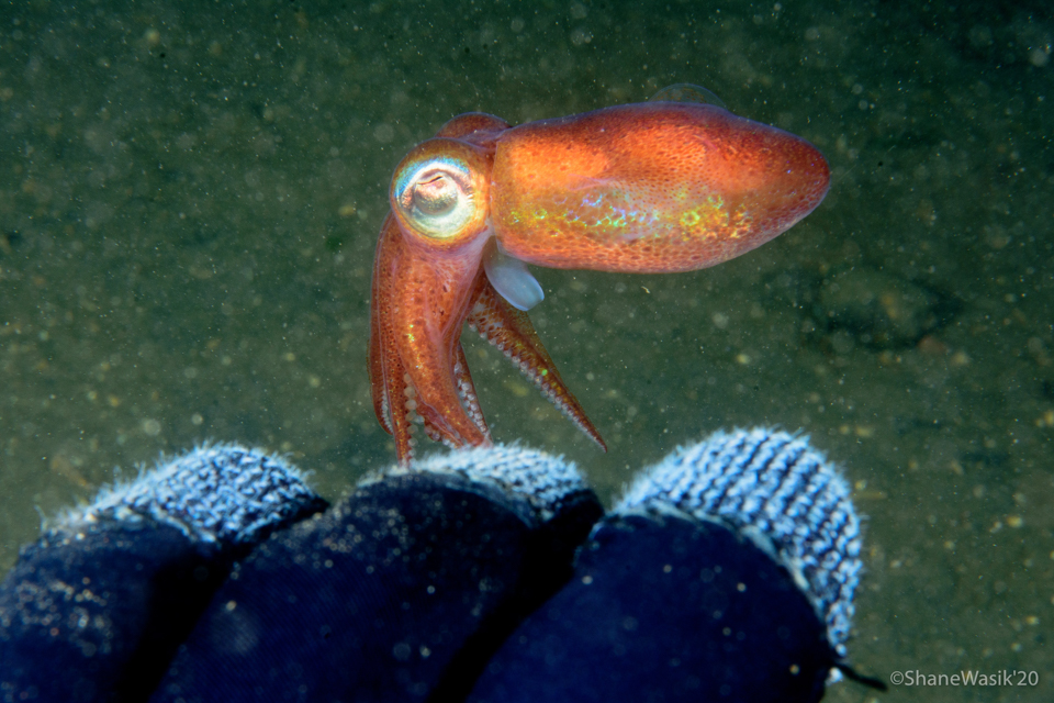 bobtail squid seen snorkelling in Oban, Argyll, Scotland