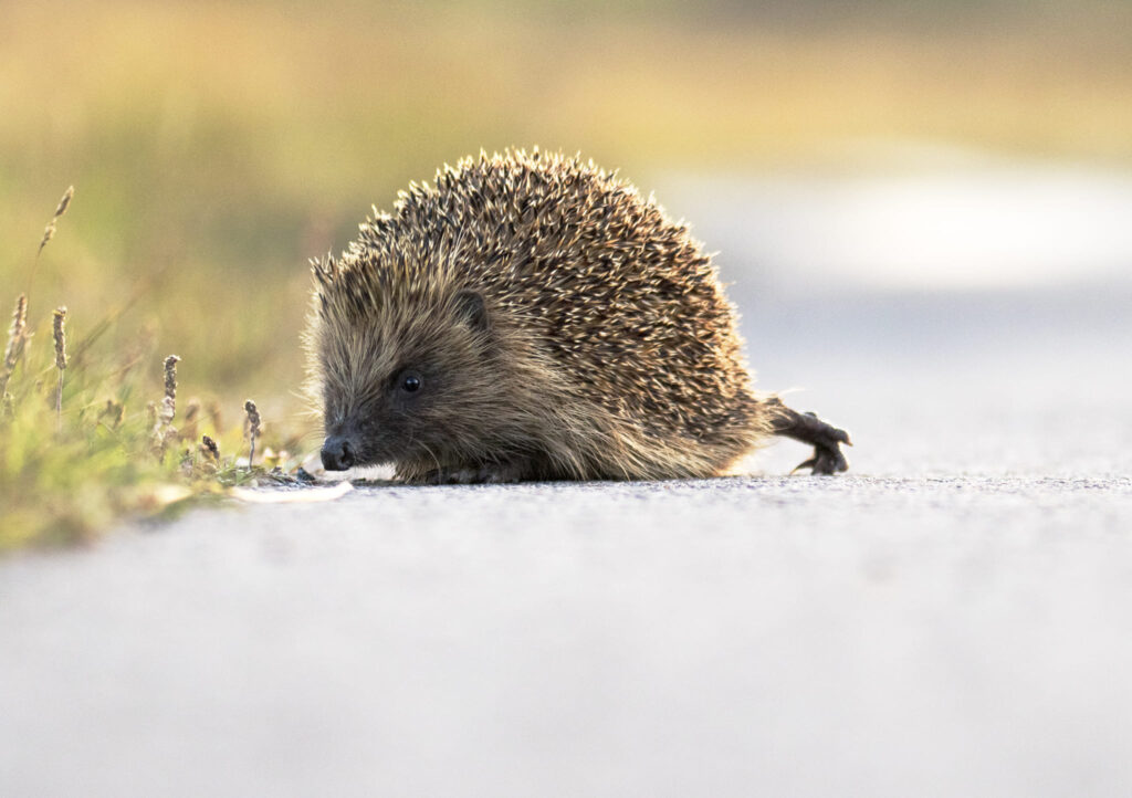 Hedgehog on Isle of Coll