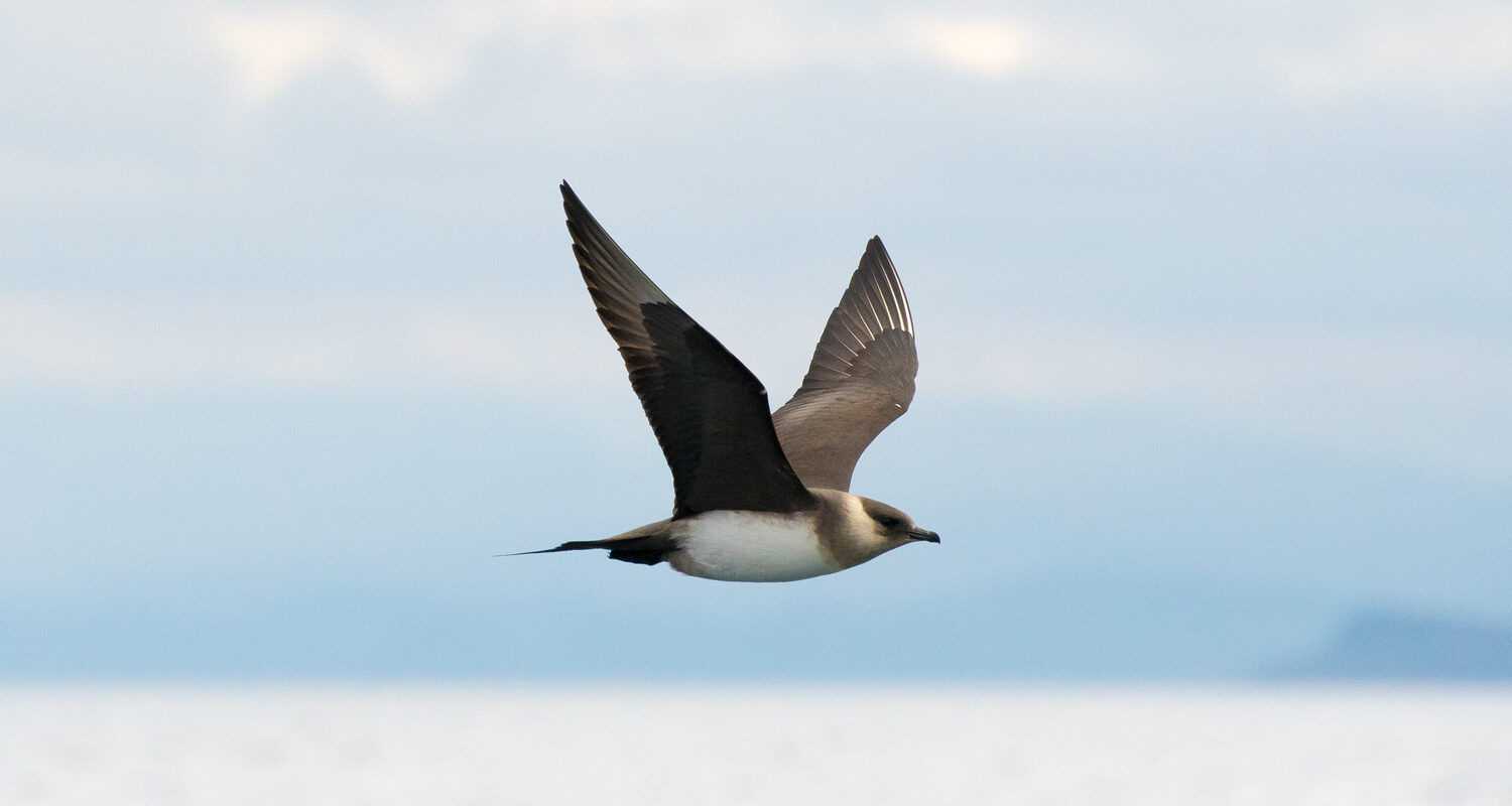 Arctic skua hunting in the hebrides near the isle of coll